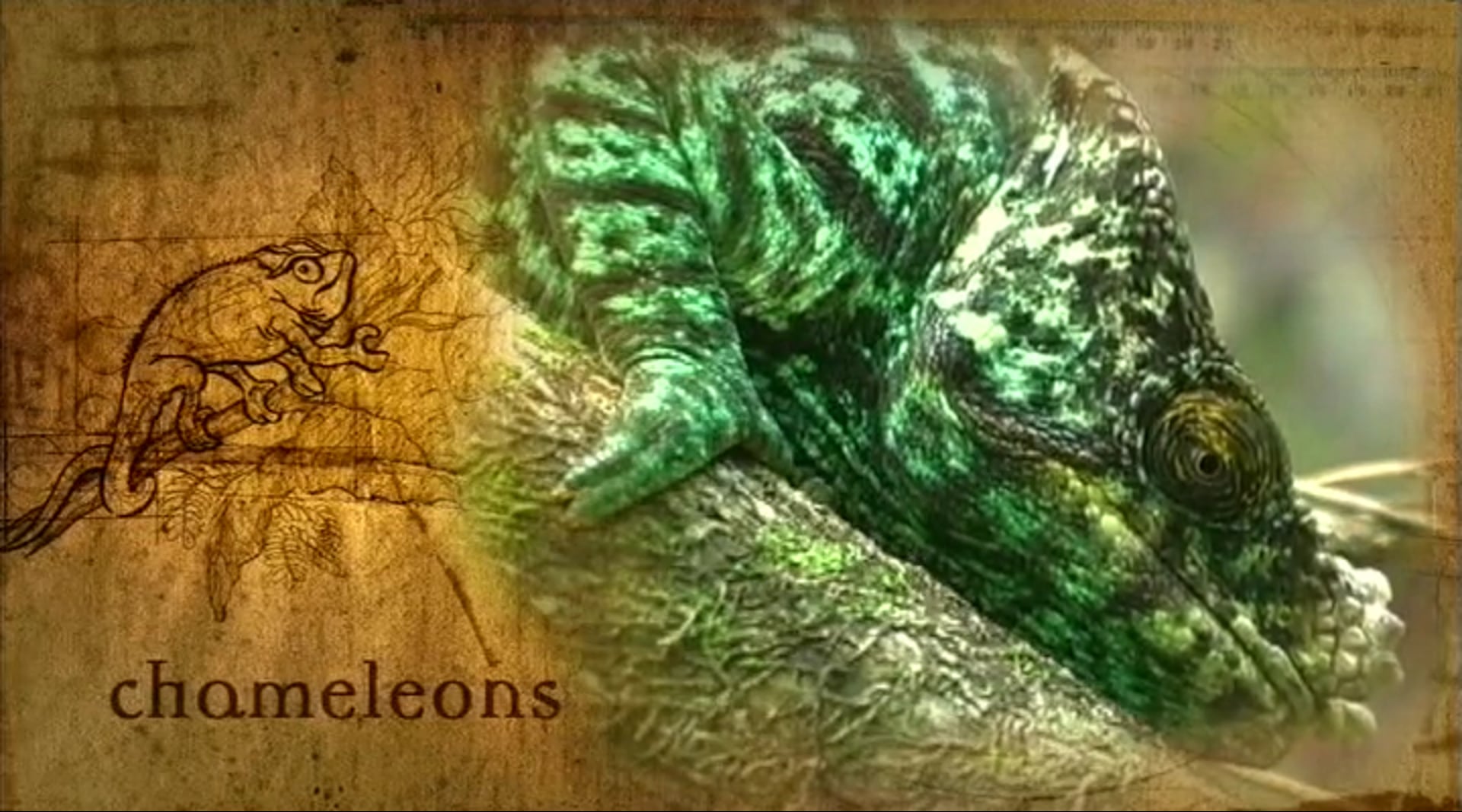 Part 8 - Life: Chameleons