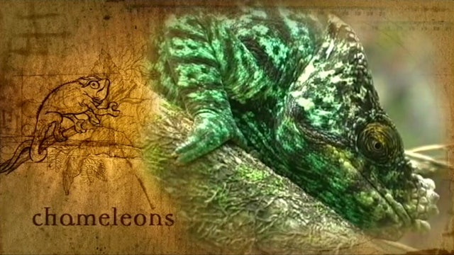 Part 8 - Life: Chameleons