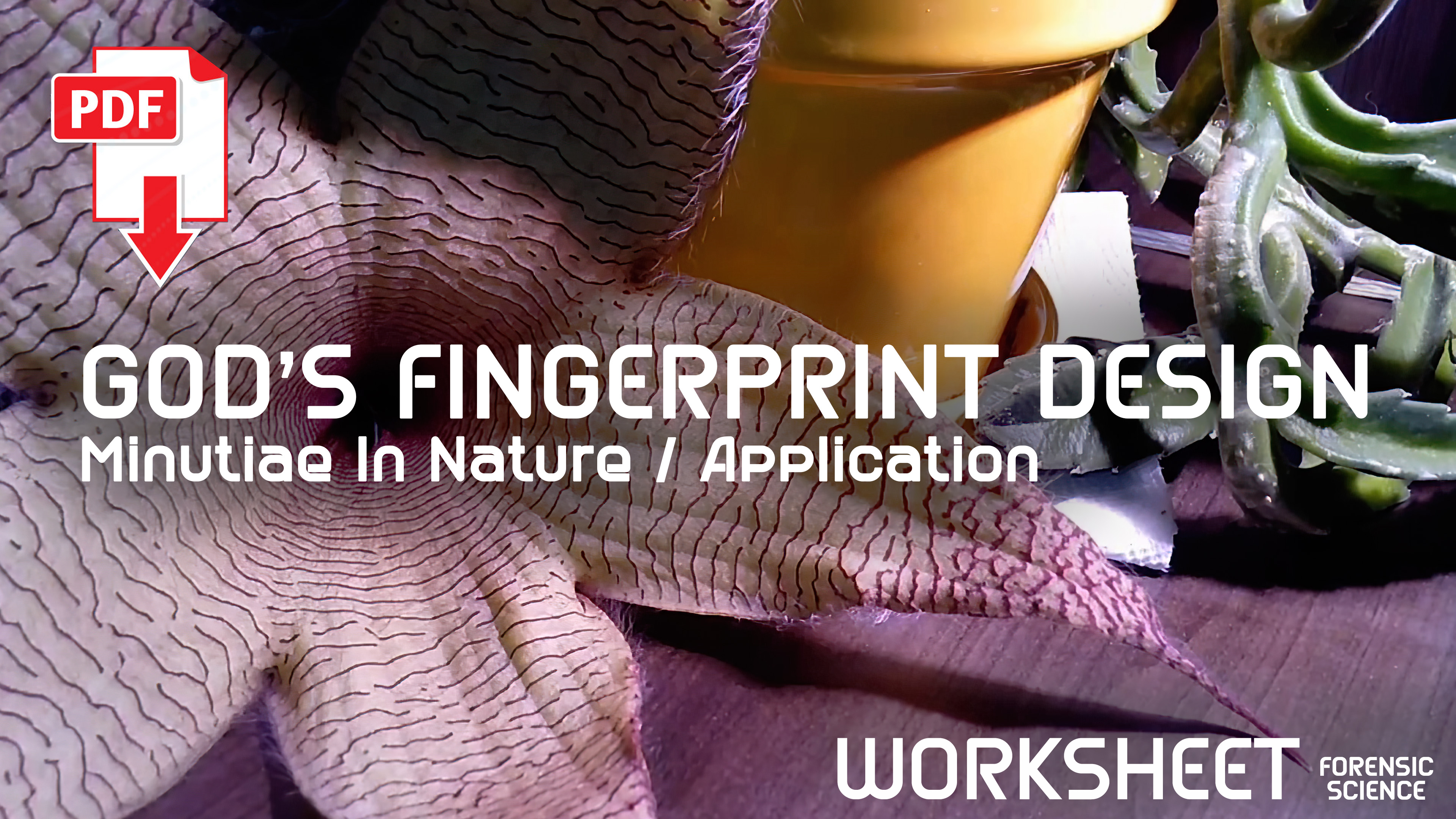 S1E5 Worksheet Gods Fingerprint Design Part 5 /  Minutiae In Nature