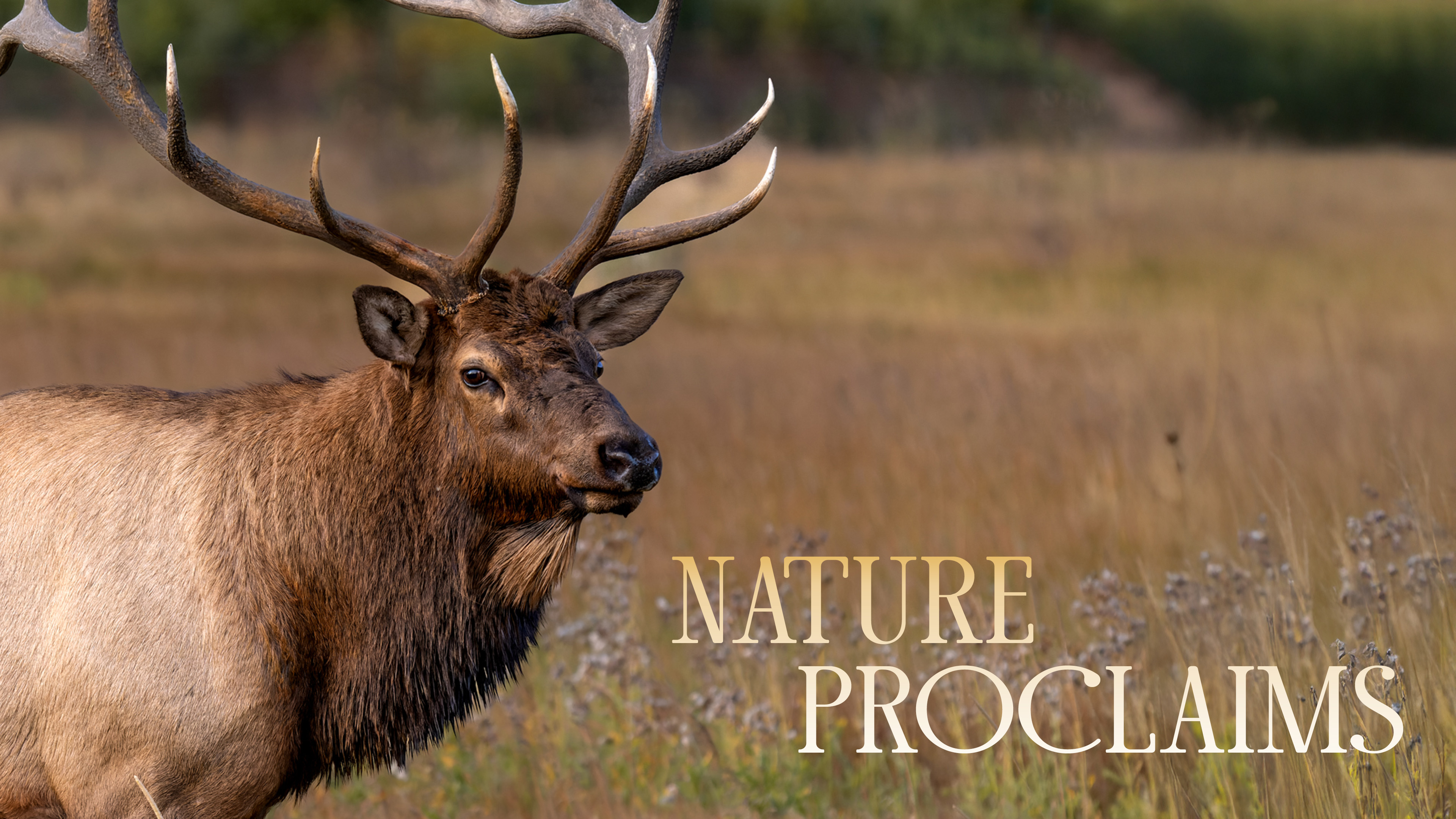 In the Hushed Hours: The Elk of the Wild