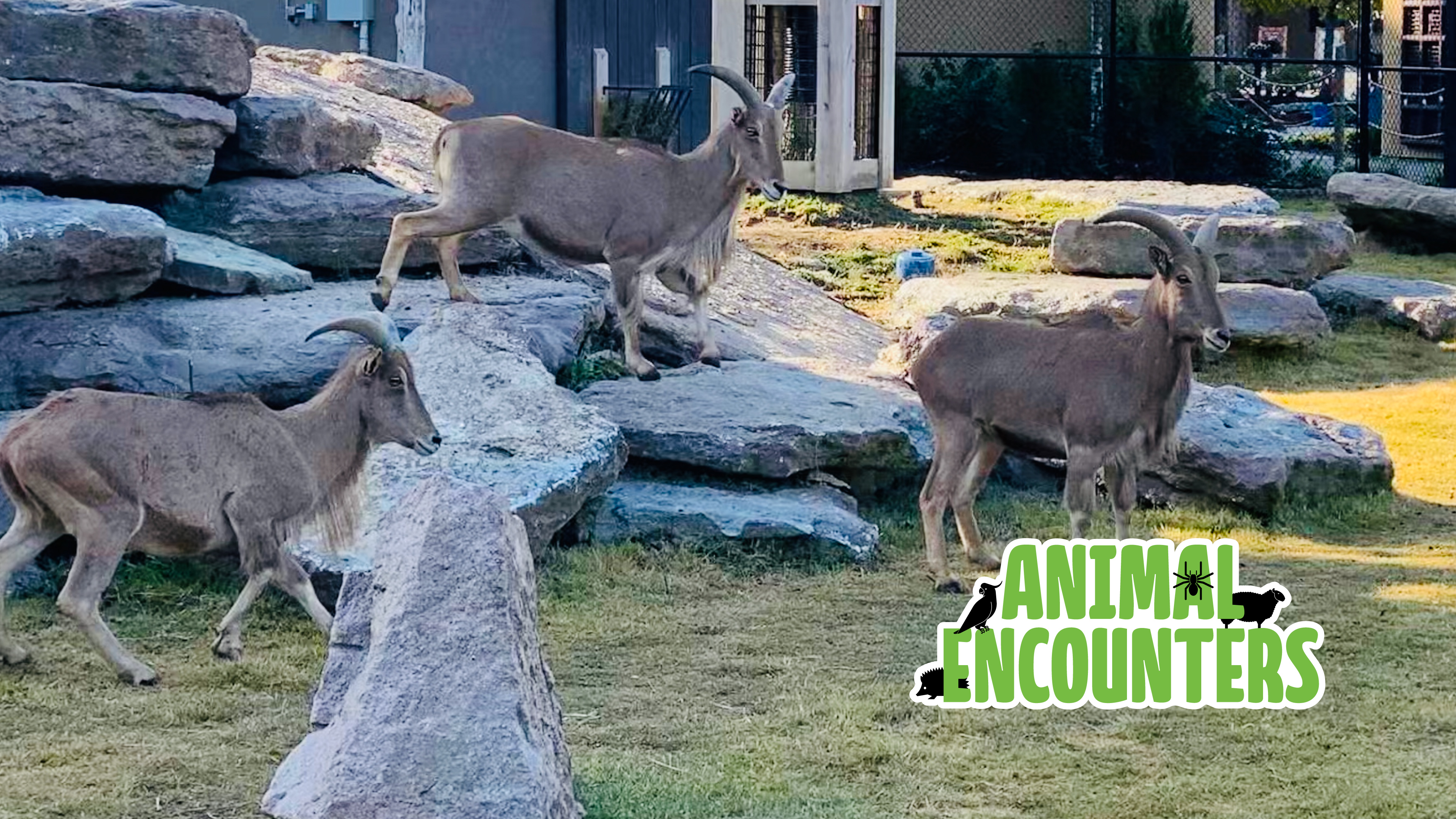 S1E46 Meet the Aoudads!