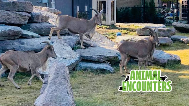 S1E46 Meet the Aoudads!