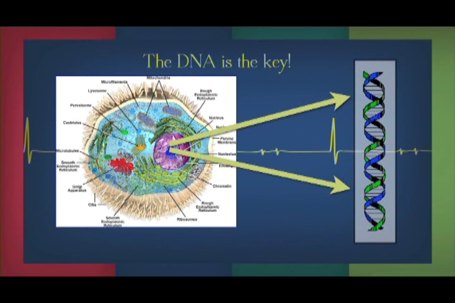 E6: New Life, Stem Cells, and Cloning 2