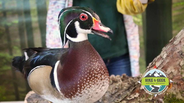 S1E3 Wood Ducks & Salamanders