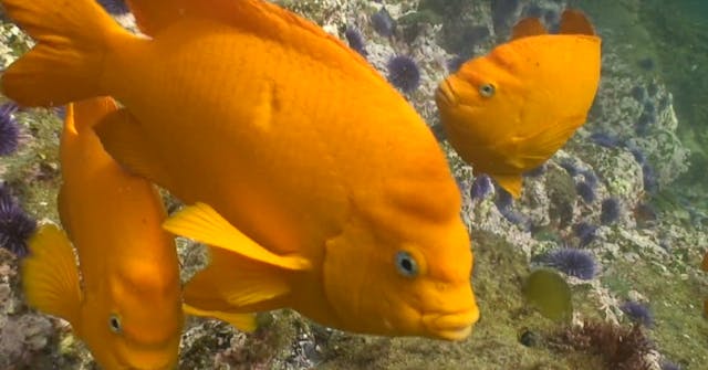 The California Forest Under the Sea  ...