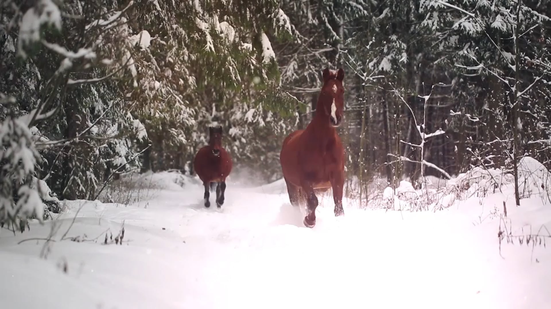 Standing on the Promises