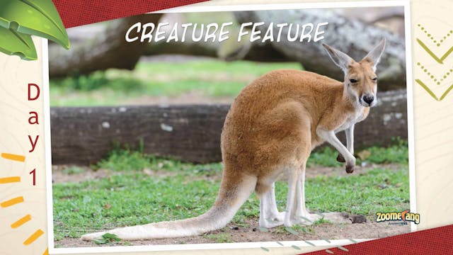 Zoomerang: Creature Feature Day 1 - K...