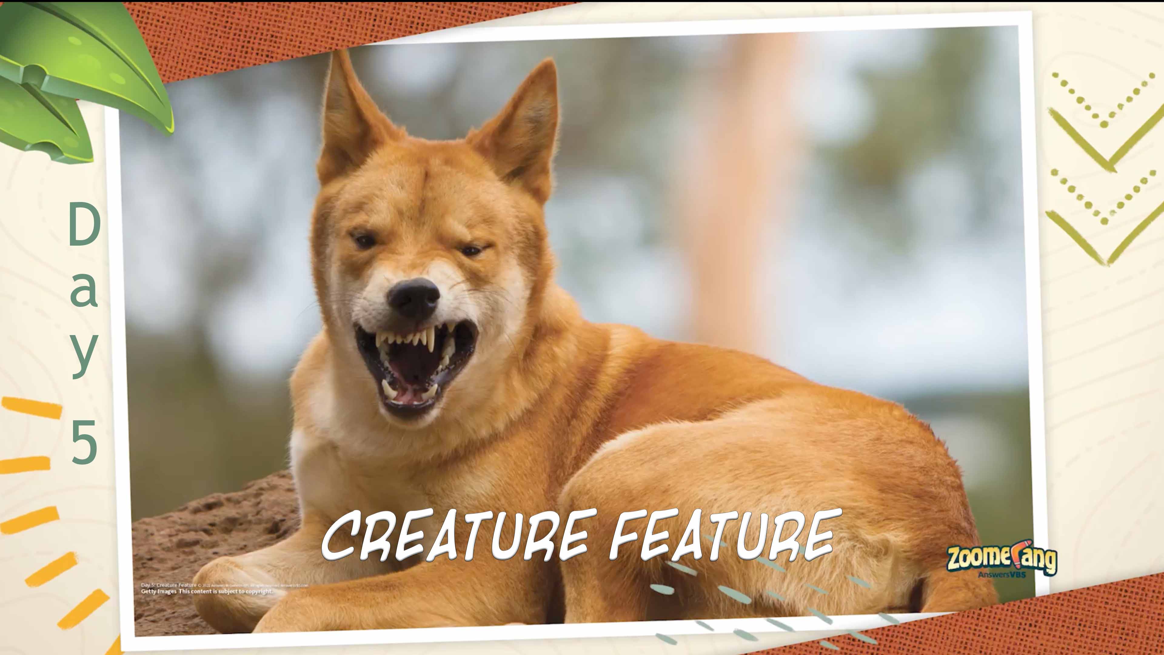 Zoomerang: Creature Feature Day 5 - Dingo