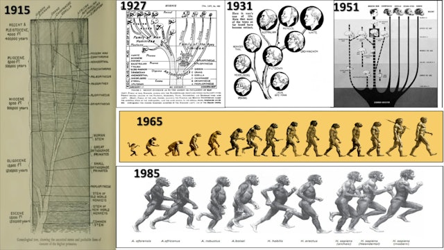 Human Evolution Tree and March of Progress
