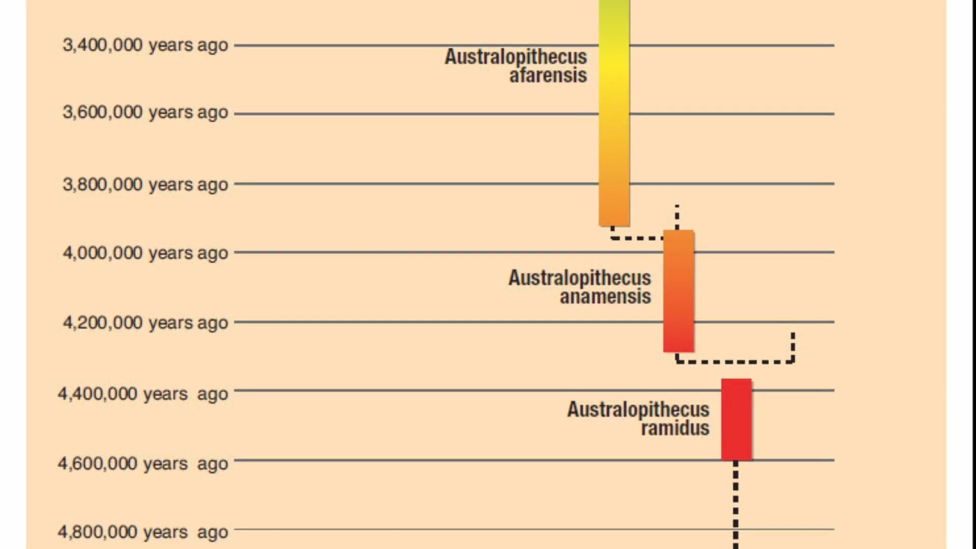 Human Evolution Tree and March of Progress