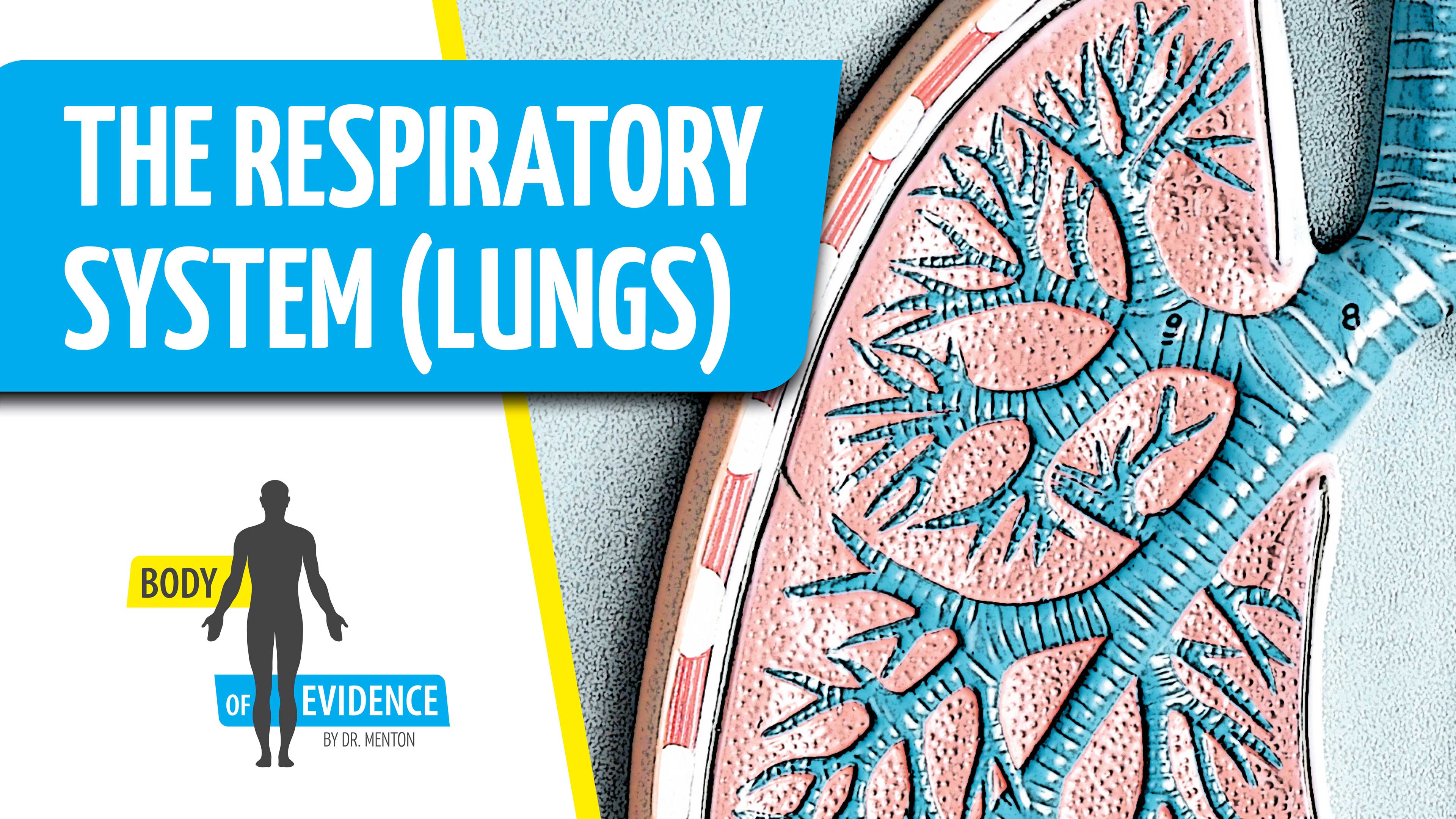 Respiratory System (Lungs) 1