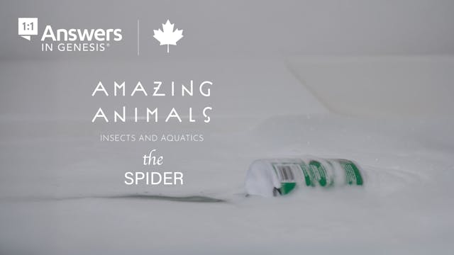 S1E2 Amazing Animals: The Spider