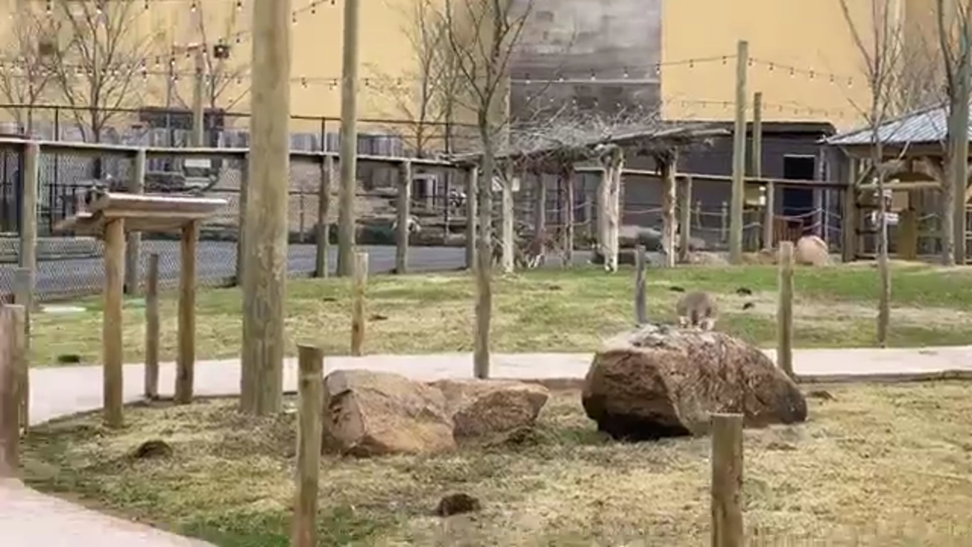 S1E9 Ark Encounter's Kangaroo Walkabout