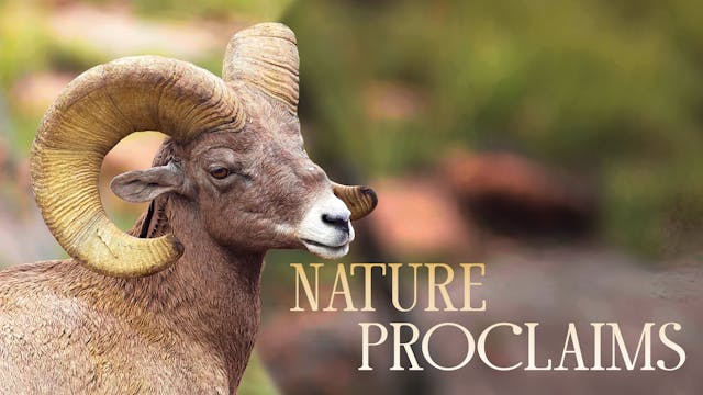 Wonders of His Design