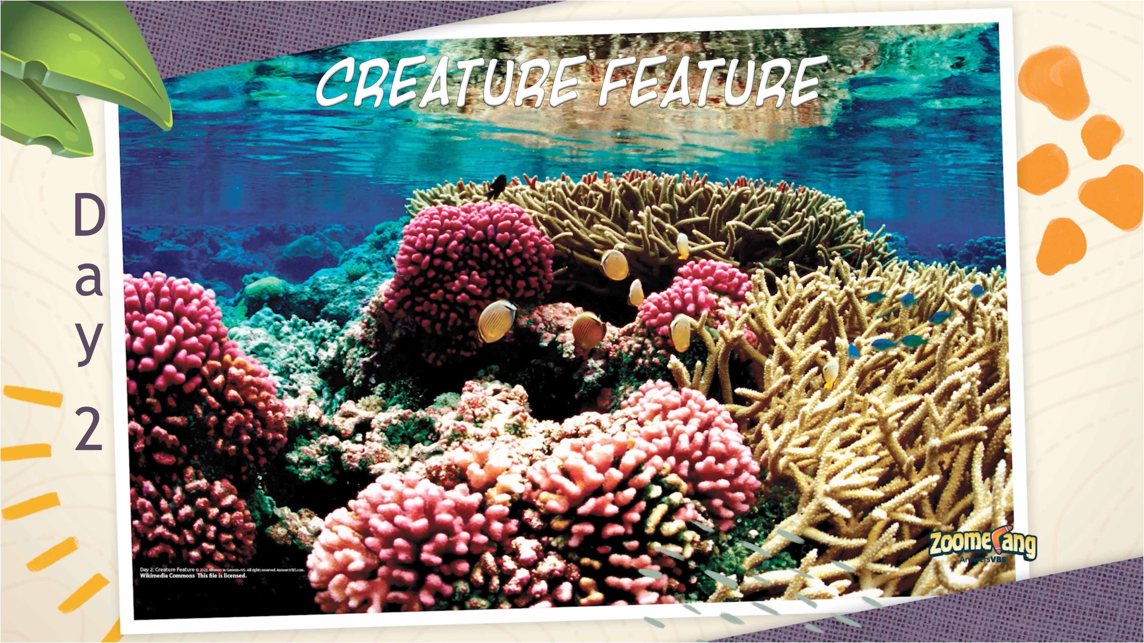 Zoomerang: Creature Feature Day 2 - Coral