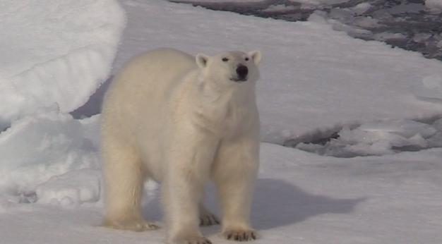 The Norway Polar Bear Expedition