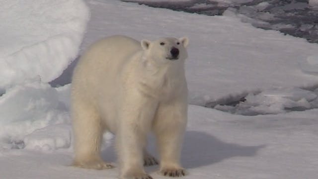 The Norway Polar Bear Expedition