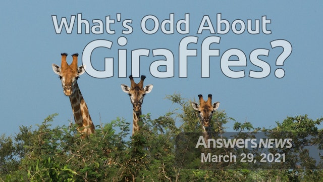 3/29 What’s Odd About Giraffes?