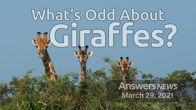 3/29 What’s Odd About Giraffes?