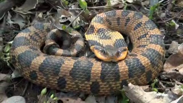 Hognose Snake