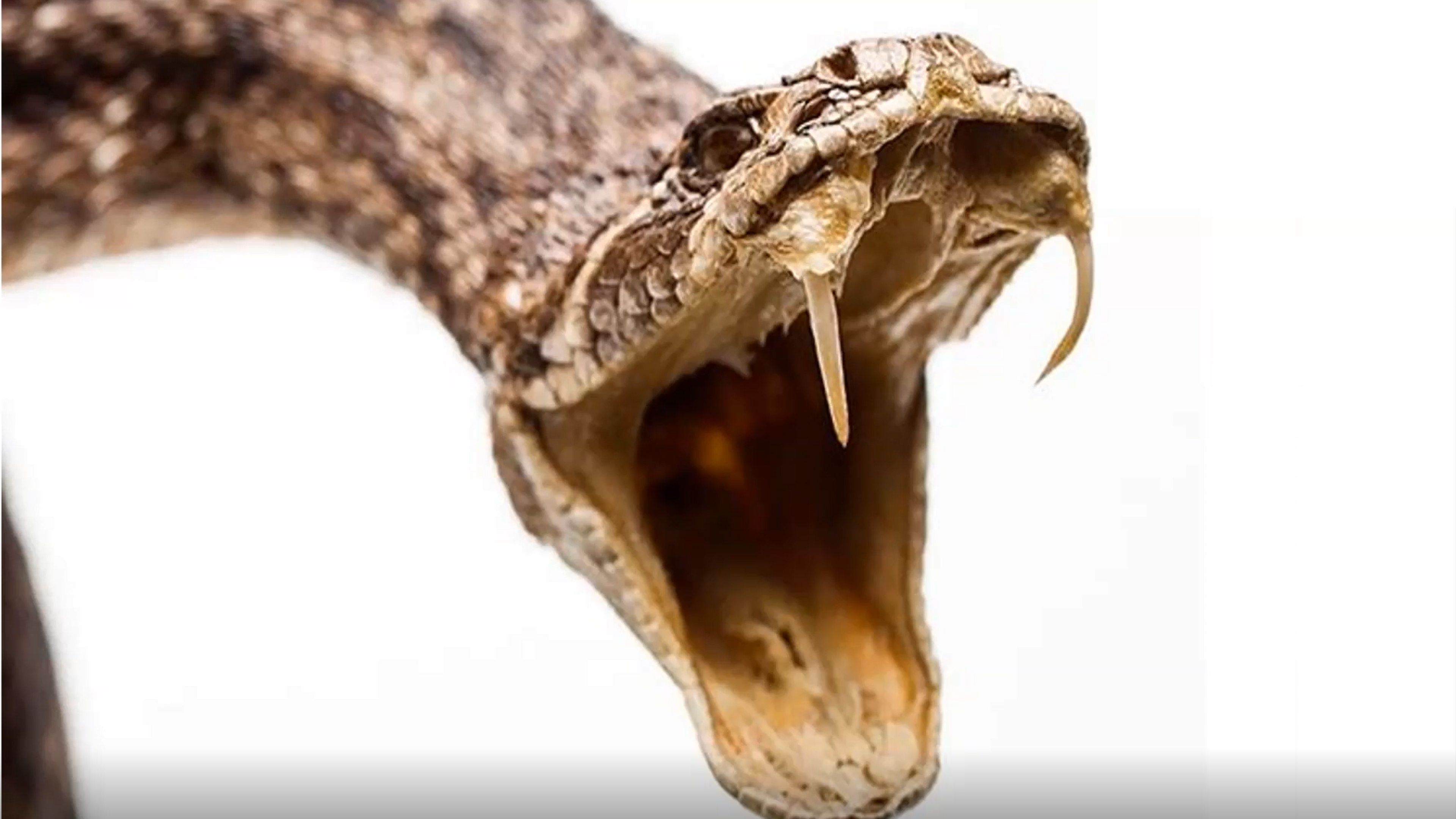 Why Would A Good God Make Bad Things? - Joseph Hubbard