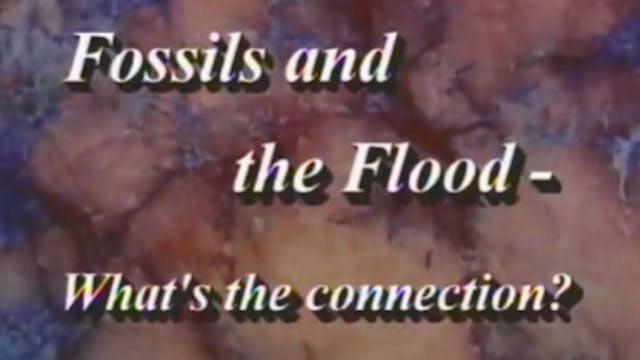 Fossils and the Flood: What's the Con...