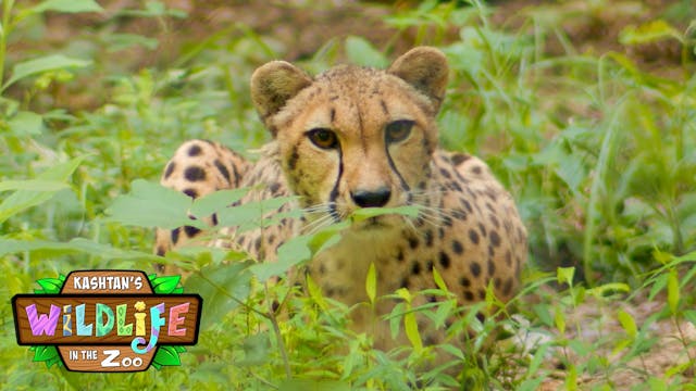 S2E5 Leopards and Tigers and Bears, o...