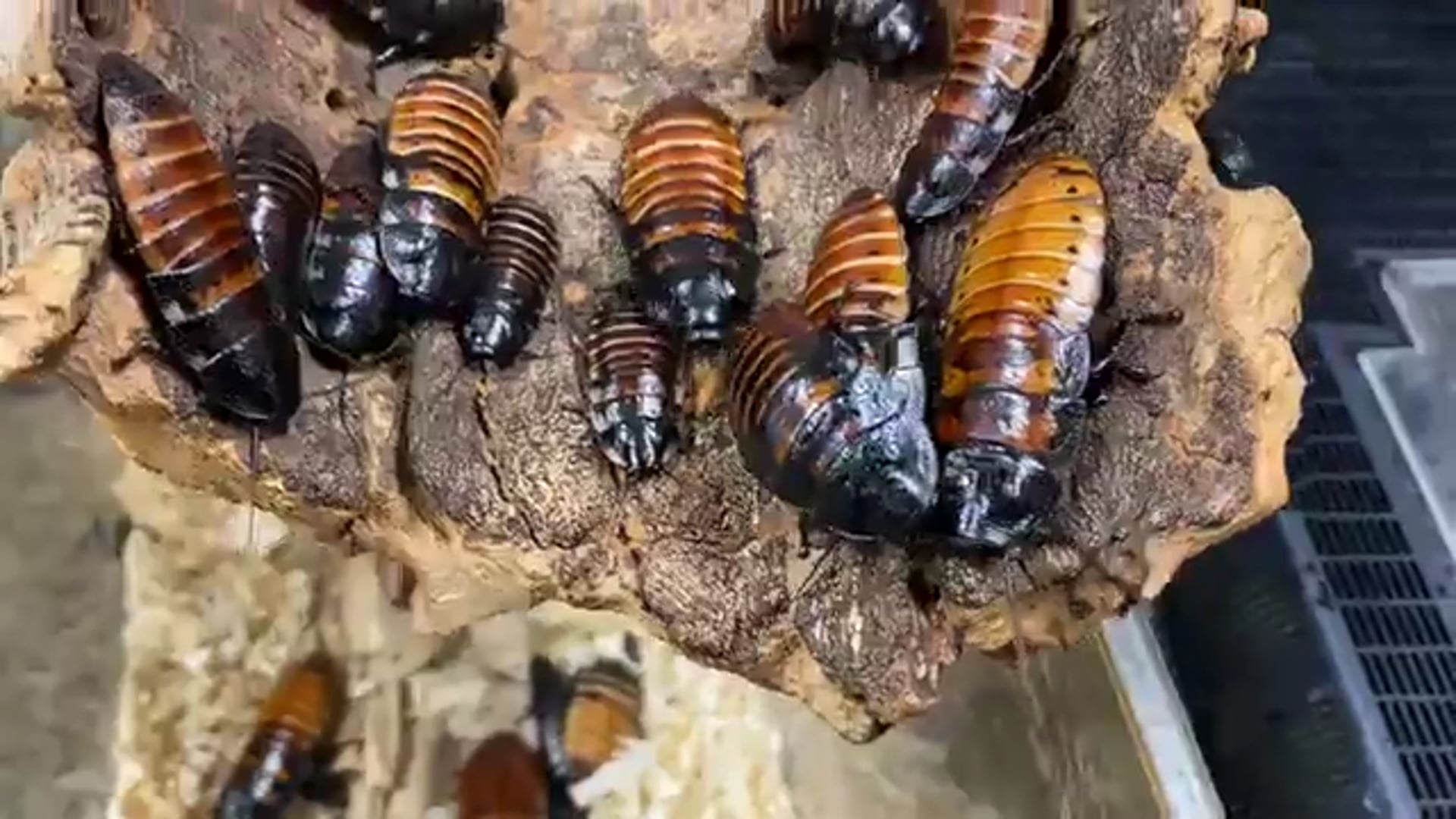 S1E6 Creepy Crawling Creatures