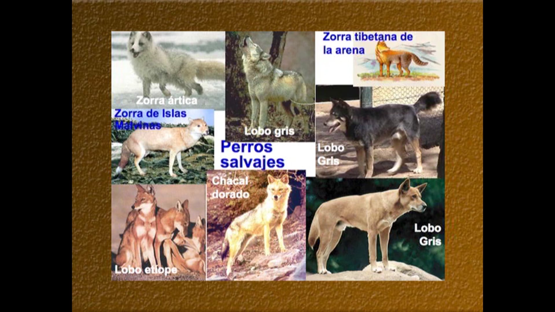 El origen de las Razas