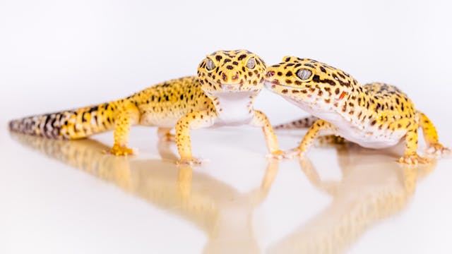 December 2022: Leopard Gecko