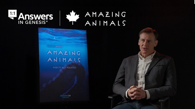 Amazing Animals - Insects and Aquatics