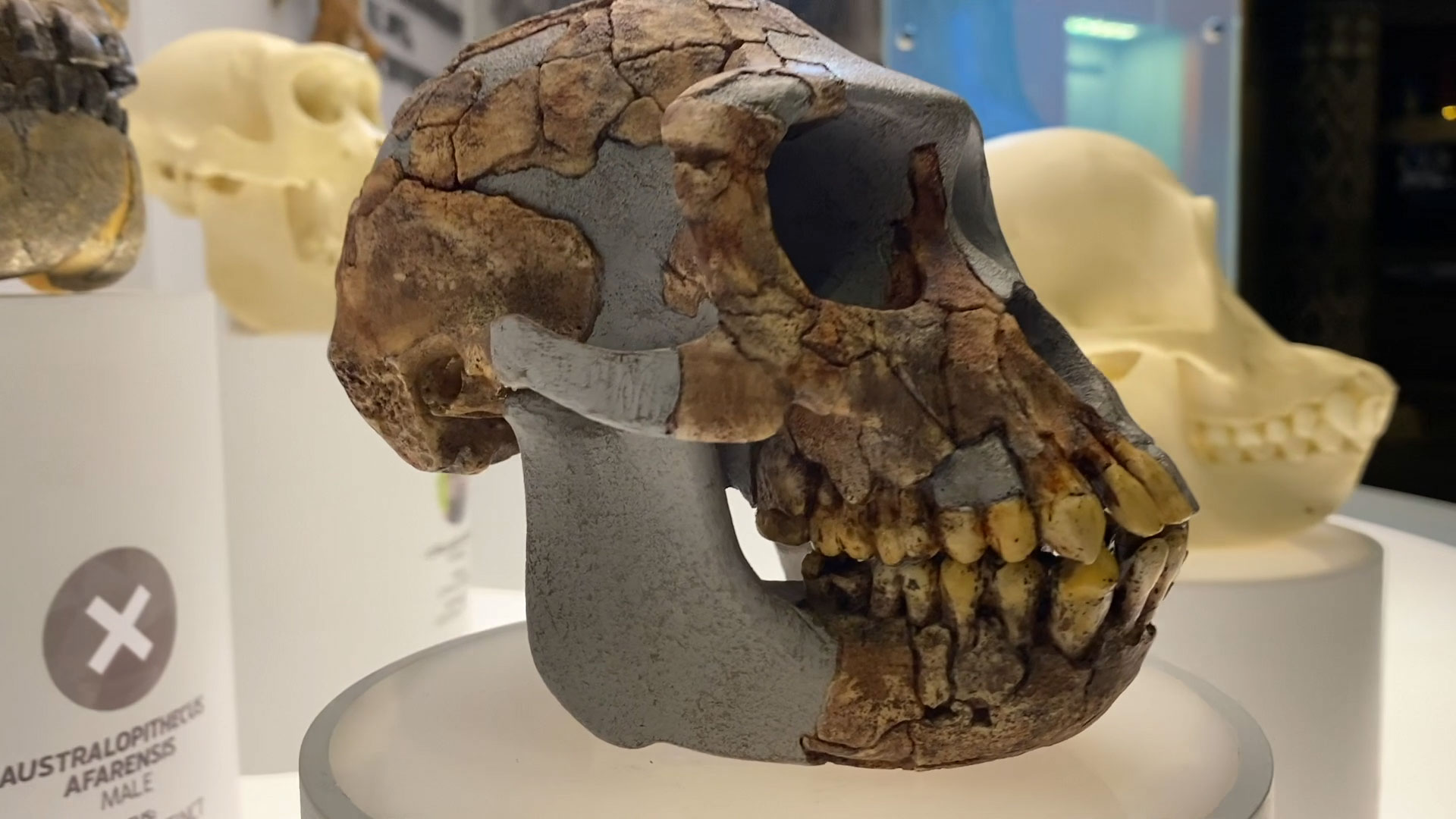 S1E33 Unveiling the New World-class Exhibit at the Creation Museum