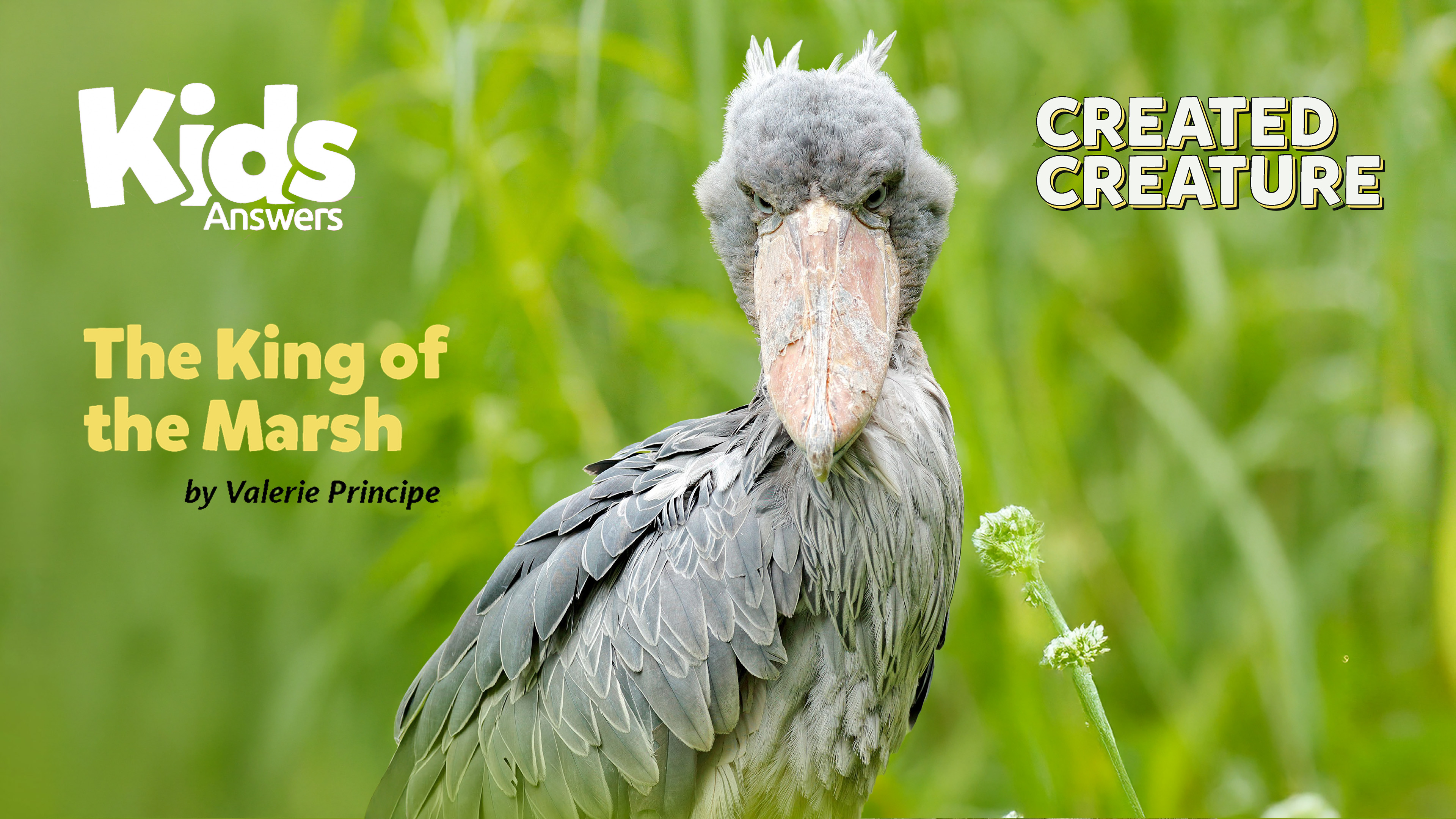 King of the Marsh (Kids Answers Audio Article)