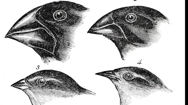 Darwin’s Finches