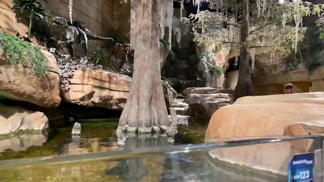 Explore our inside aquarium at the Creation Museum