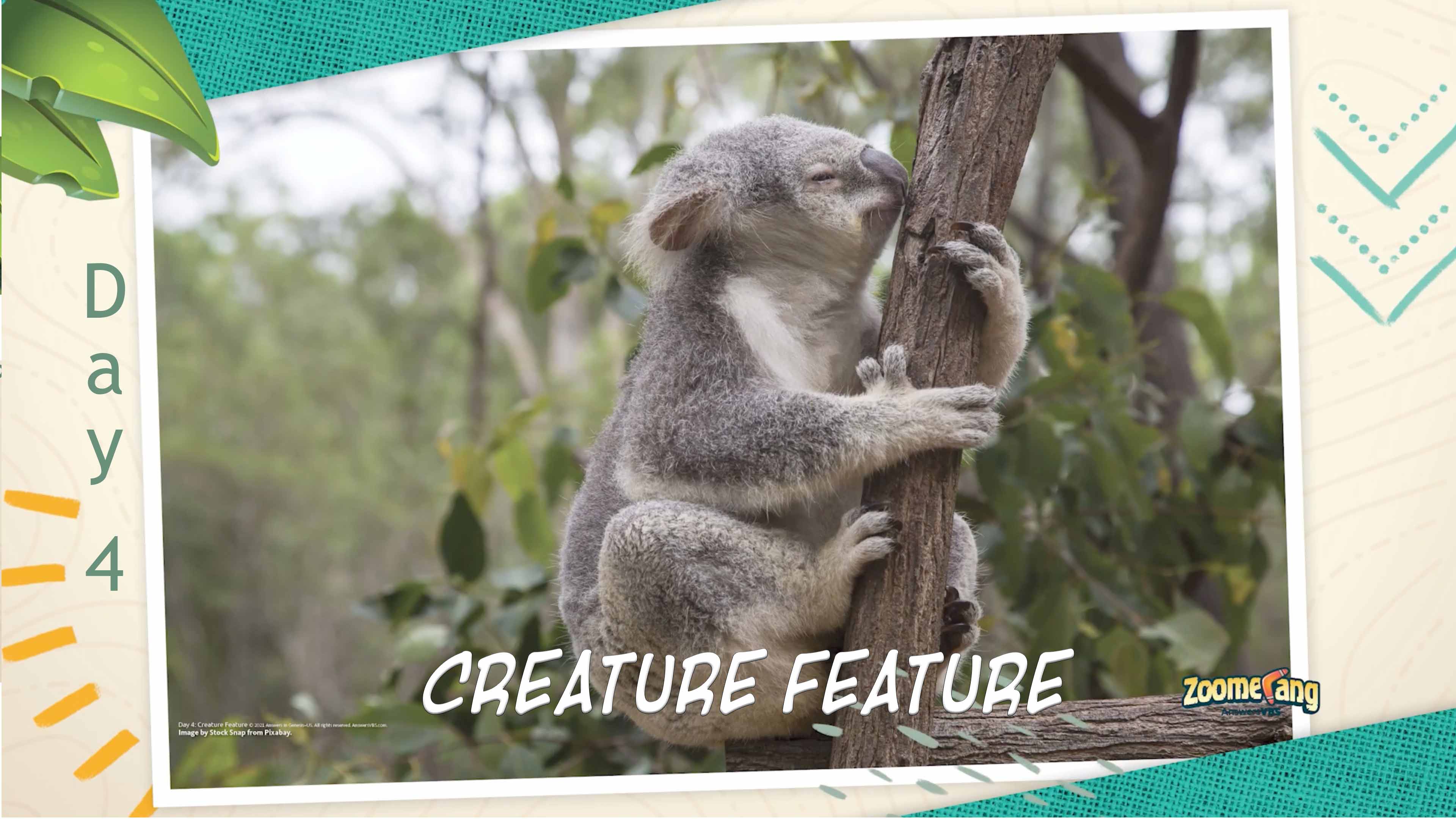 Zoomerang: Creature Feature Day 4 - Koala