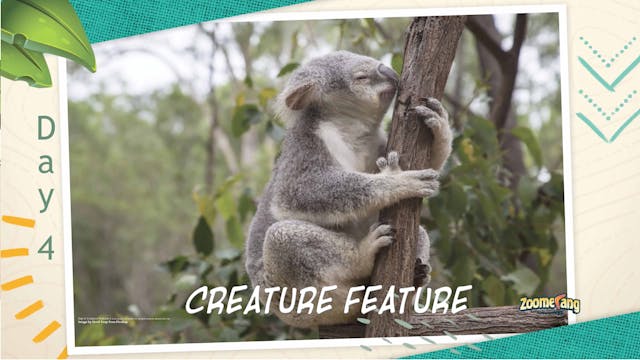 Zoomerang: Creature Feature Day 4 - K...