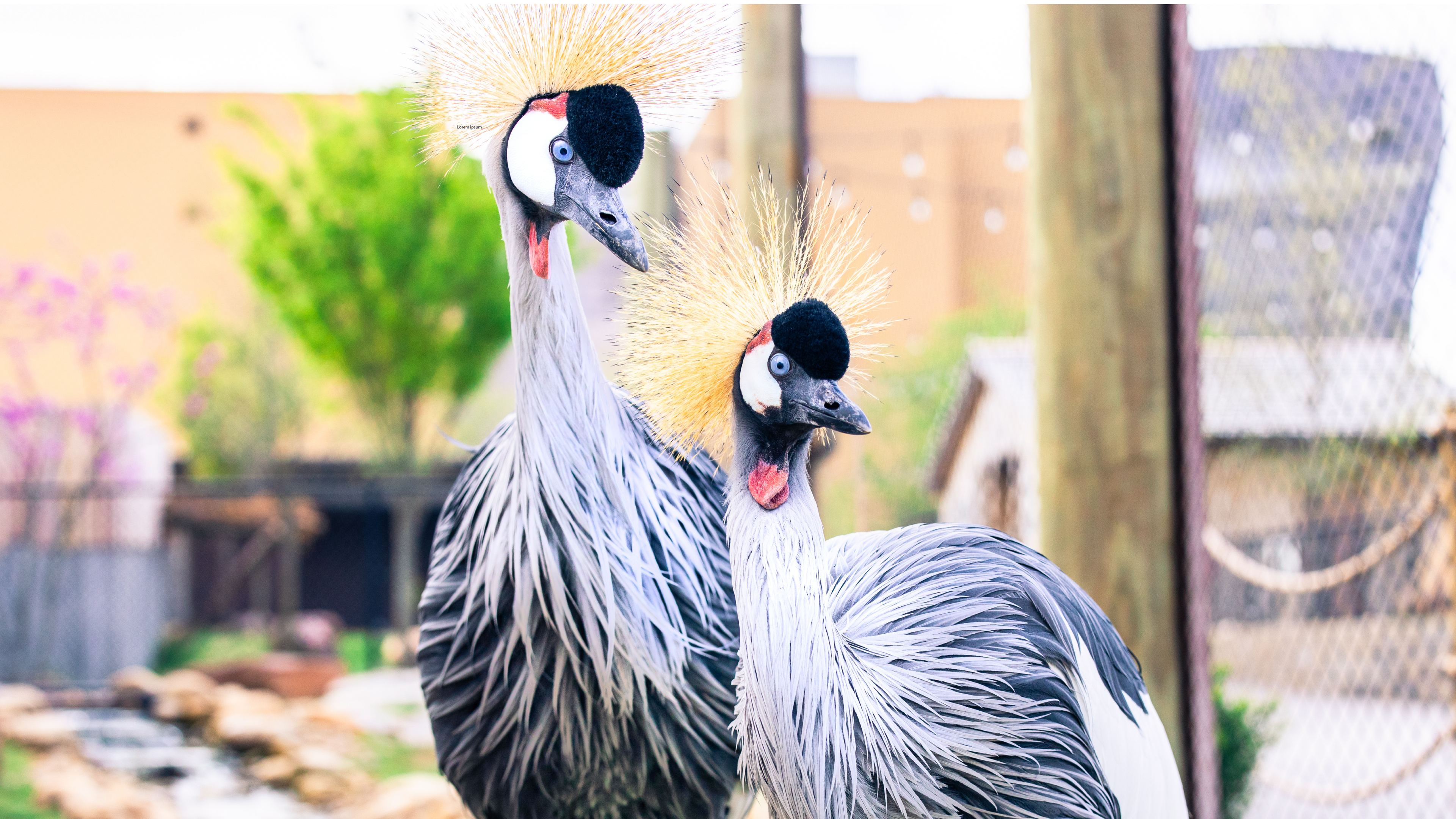April 2022: African Crowned Cranes