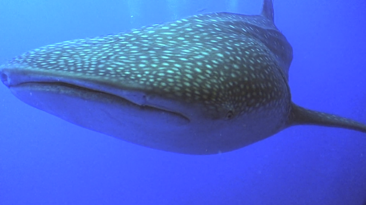 The Belize Whale Shark Expedition