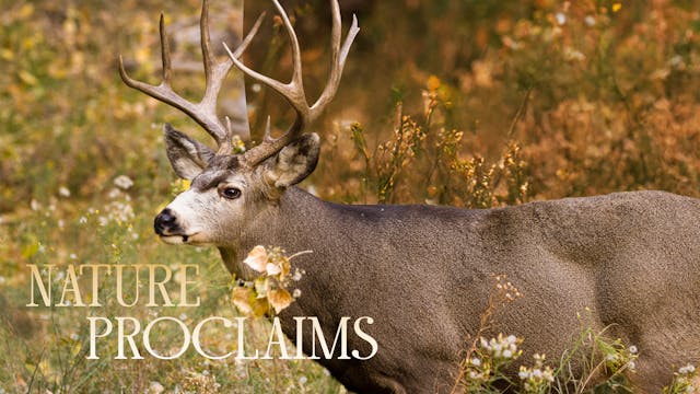 Mule Deer Beneath the Open Sky