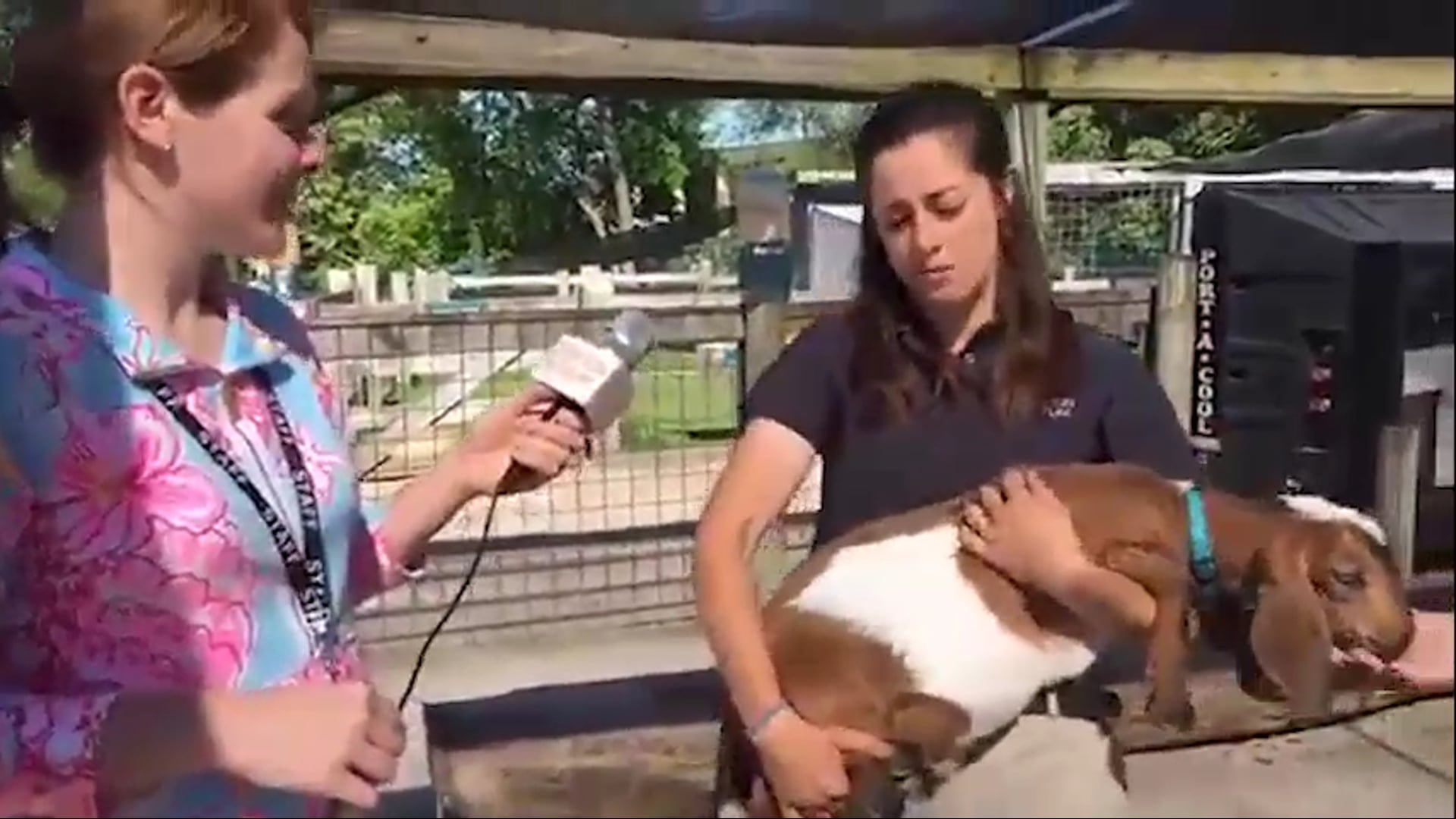 Goats at the Creation Museum Zoo