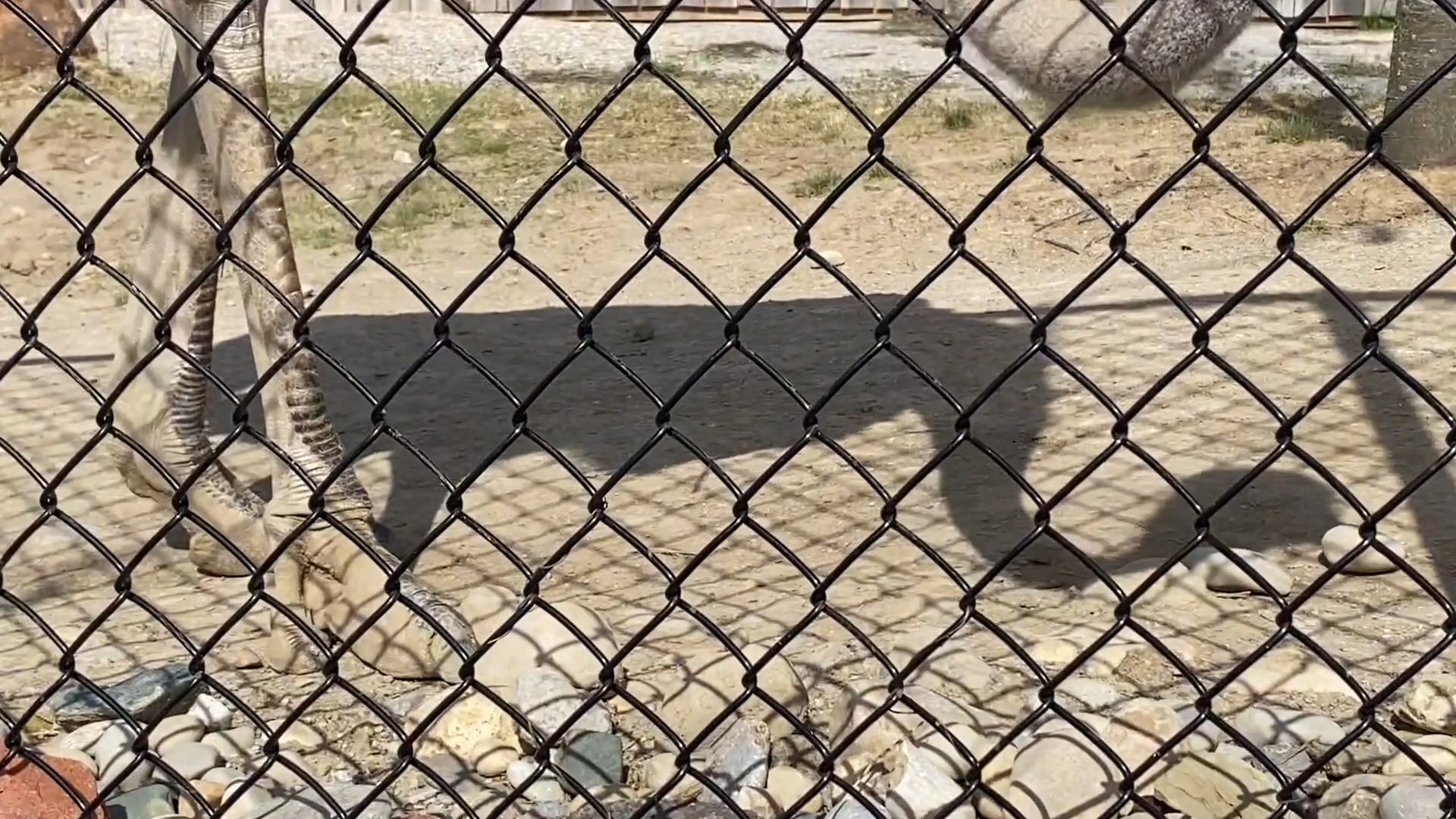 S1E14 Largest Bird in the World