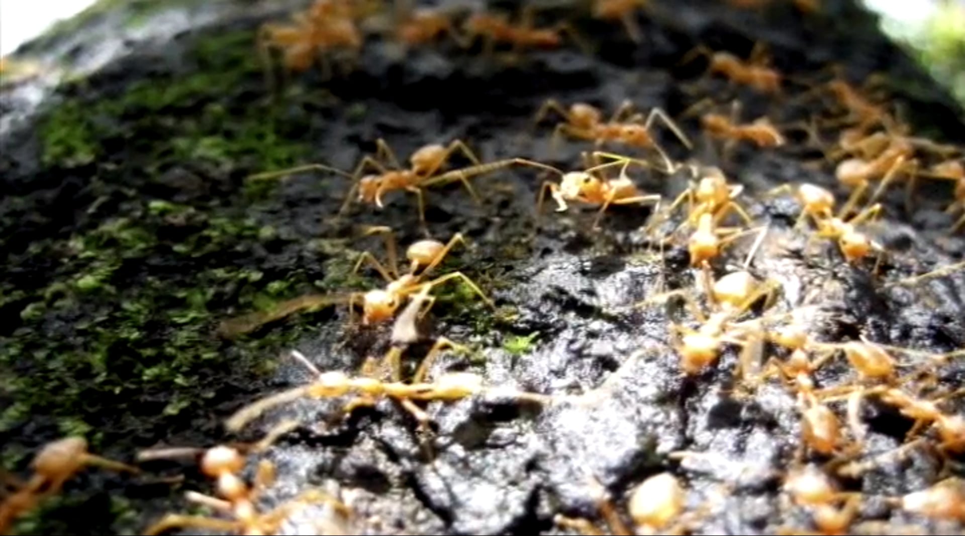 Part 7 - Life: Communities