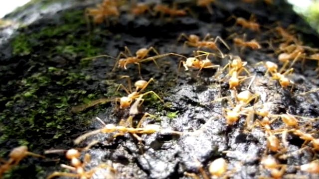 Part 7 - Life: Communities