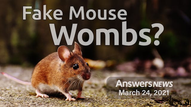 3/24 - Fake Mouse Wombs - Good or Evil?