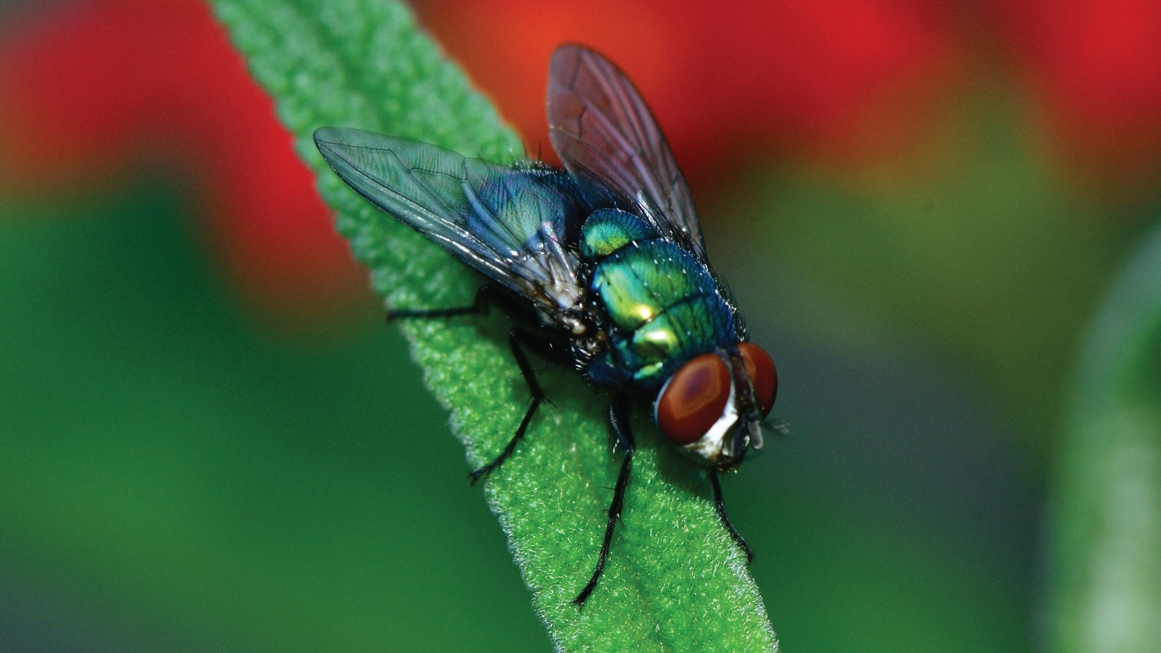 S2E27 Forensic Entomology