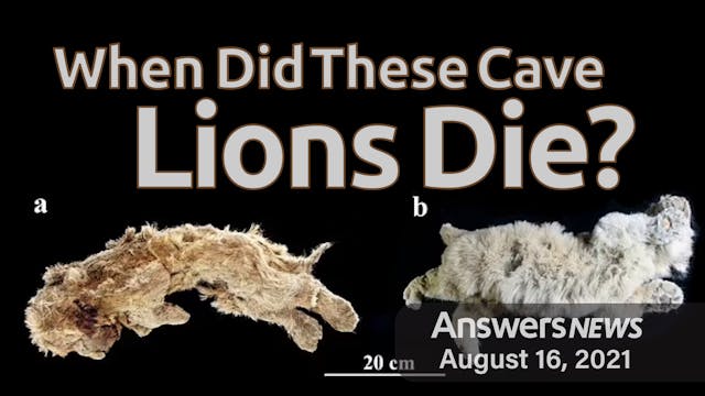 8/16 When Did These Cave Lions Die?