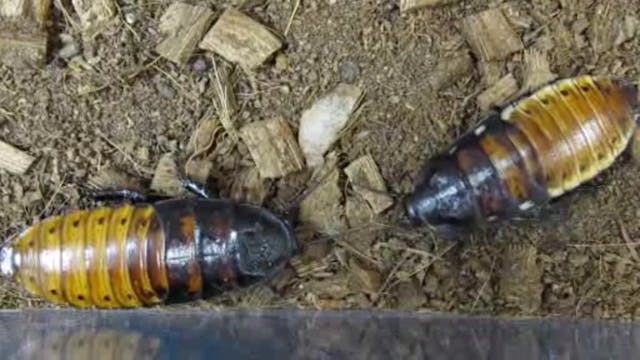 Cockroach Experiment