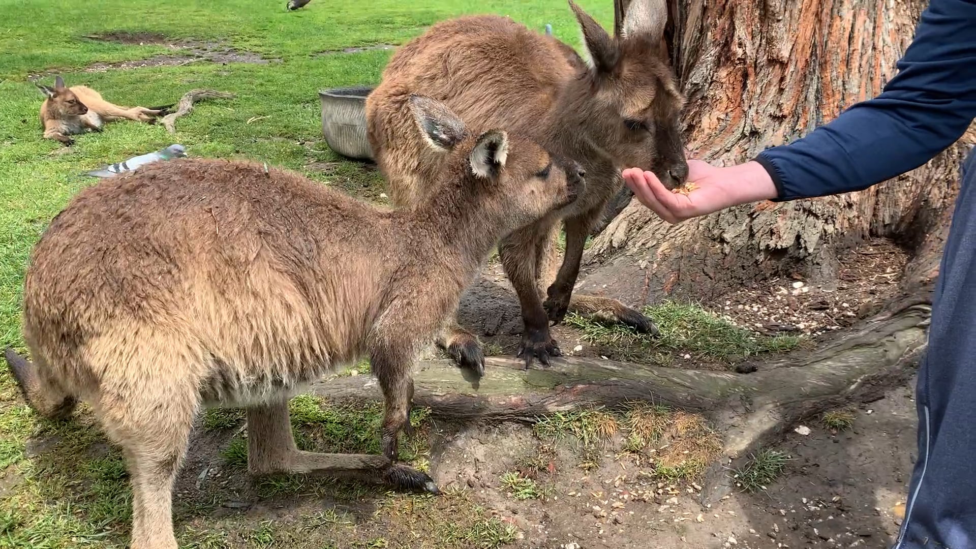 God Blesses Daniel in Captivity