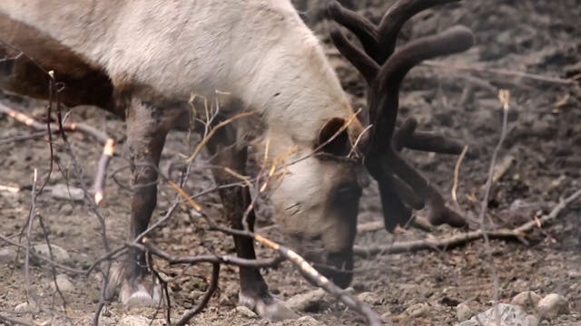 Extra The Great Outdoors (Music Video)